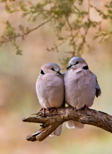 Ring-necked Dove