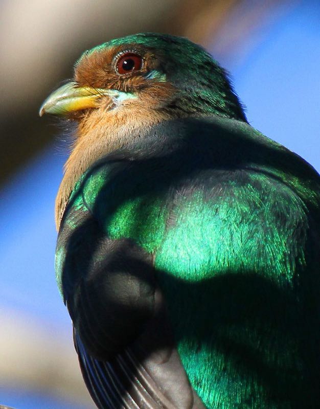 Narina Trogon female