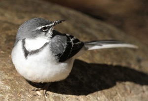 Mountain Wagtail