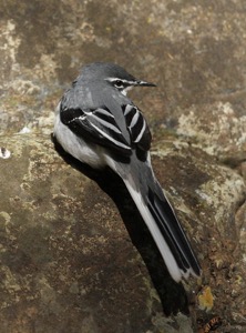 Mountain Wagtail