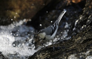 Mountain Wagtail