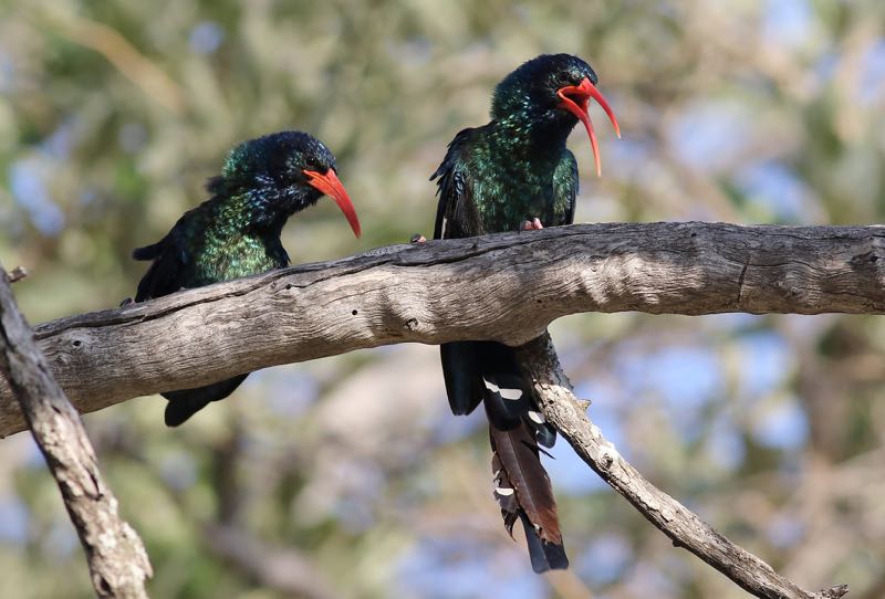Green Wood Hoopoe