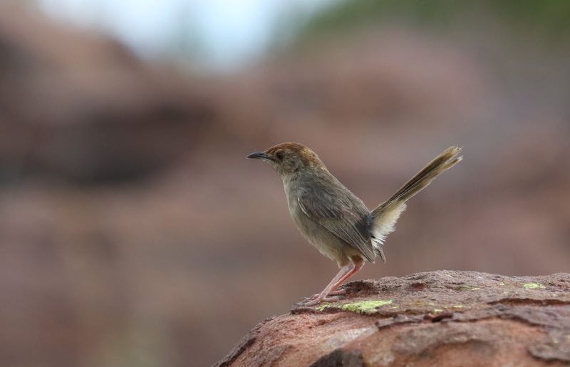 Lazy Cisticola