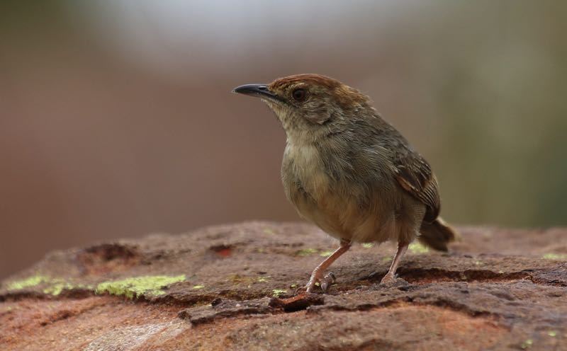 Lazy Cisticola