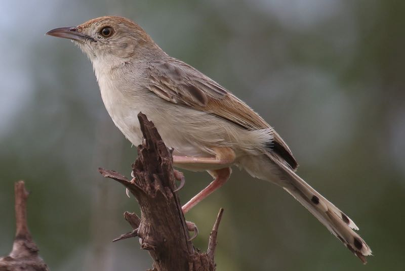 Rattling cisticola