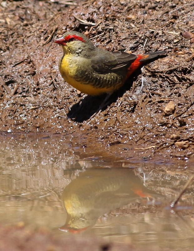 Orange breasted Waxbill