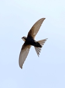 White-rumped Swift