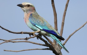 Lilac-breasted Roller juvenile