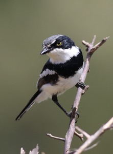 Chinspot Batis