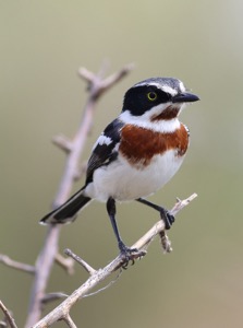 Chinspot Batis female