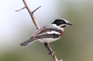 Chinspot Batis
