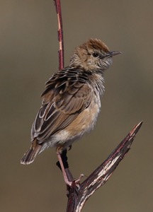 Wing-snapping Cisticola
