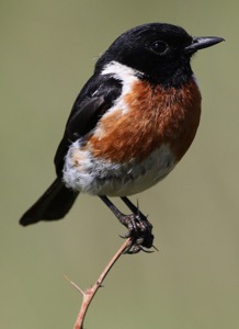 African Stonechat