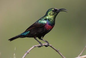 Marico Sunbird