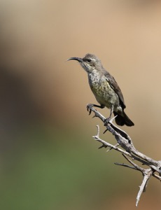 Marico Sunbird
