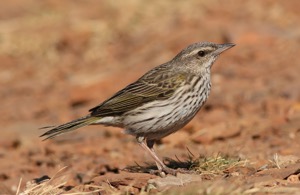 Striped Pipit