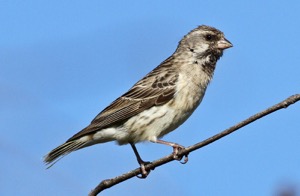 Black-throated Canary