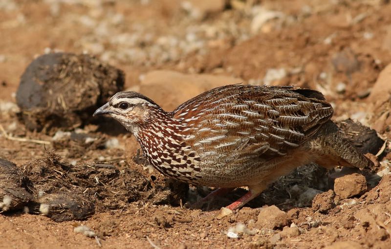 Crested Francolin