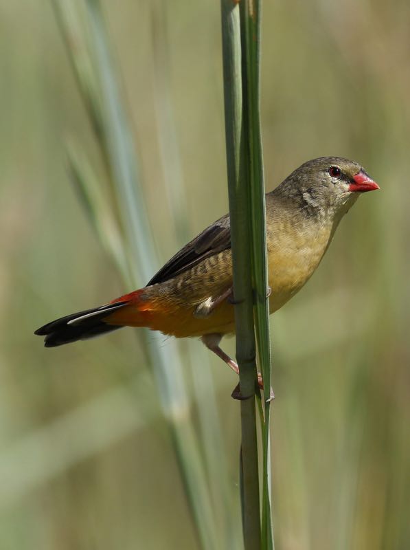 Orange-breasted Waxbill