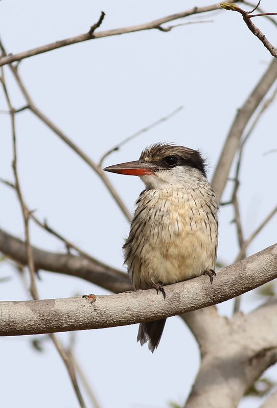 Striped Kingfisher