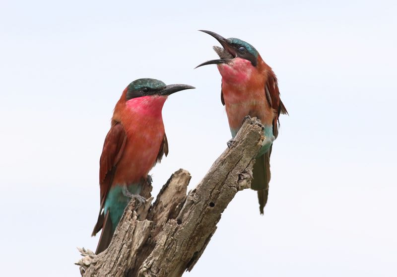 Southern Carmine Bee-eater