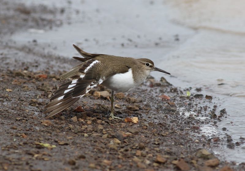 Common Sandpiper