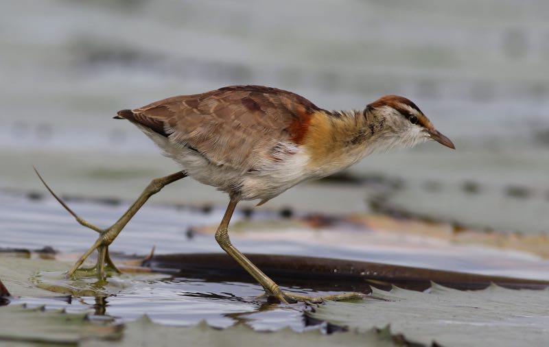 Lesser Jacana