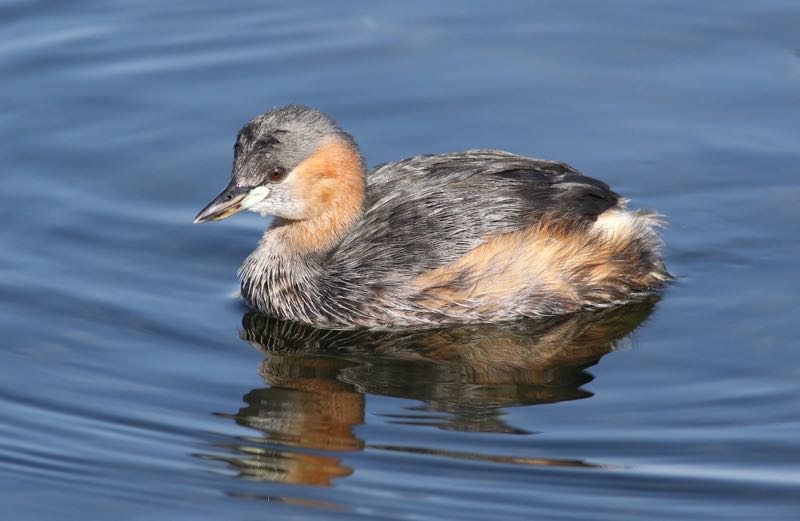 Little Grebe