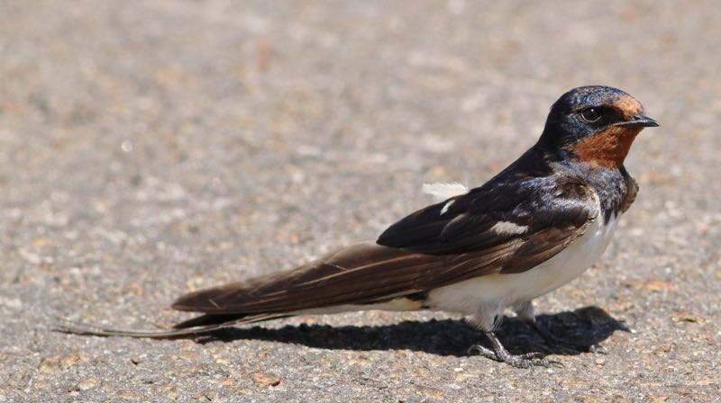 Barn Swallow