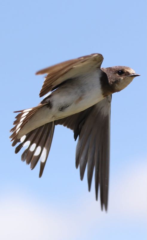 Barn Swallow juv