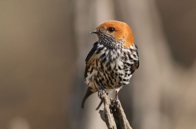 Lesser Striped Swallow