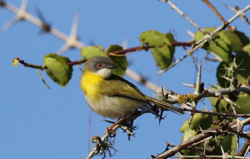 Yellow-breasted Apalis
