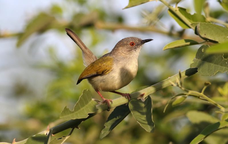 camaroptera.html