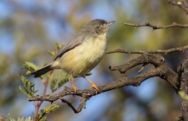 Burnt-necked Eremomela