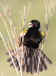 White-winged Widowbird