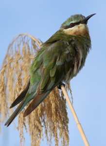 Blue-cheeked Bee-eater