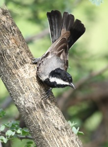 Ashy Tit