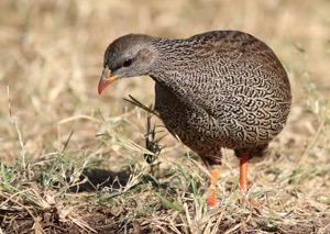 Natal Spurfowl