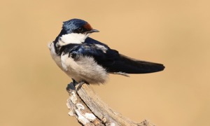 White-throated Swallow