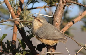 Long-billed Crombec