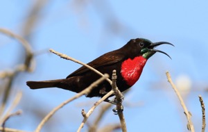 Scarlet-chested Sunbird
