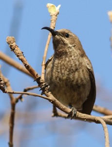 Scarlet-chested Sunbird female