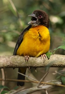 Dark-backed Weaver
