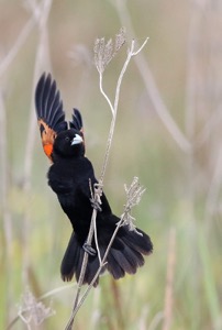 Fan-tailed Widowbird
