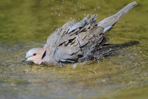 Red-eyed Dove