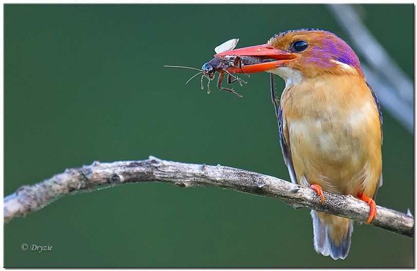 African Pygmy-Kingfisher