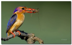 African Pygmy-Kingfisher