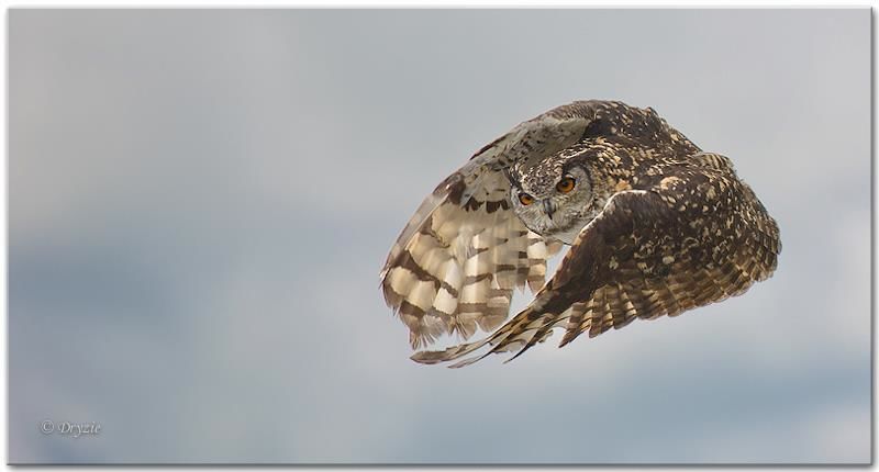 Cape Eagle-Owl