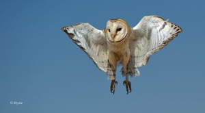 Barn Owl