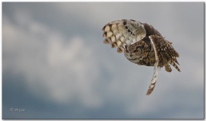 Cape Eagle-Owl